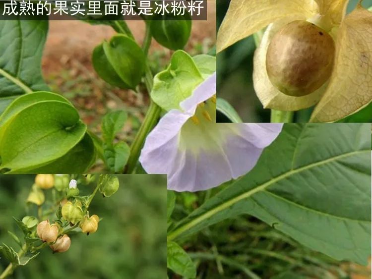 植物世界丨40种农村野果子,有的美味,有的剧毒,有的漂亮做盆栽