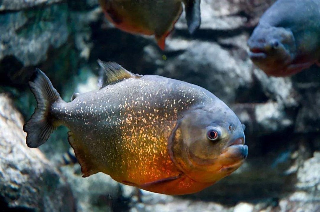 河裡九大殘暴生物,食人魚排倒數第一