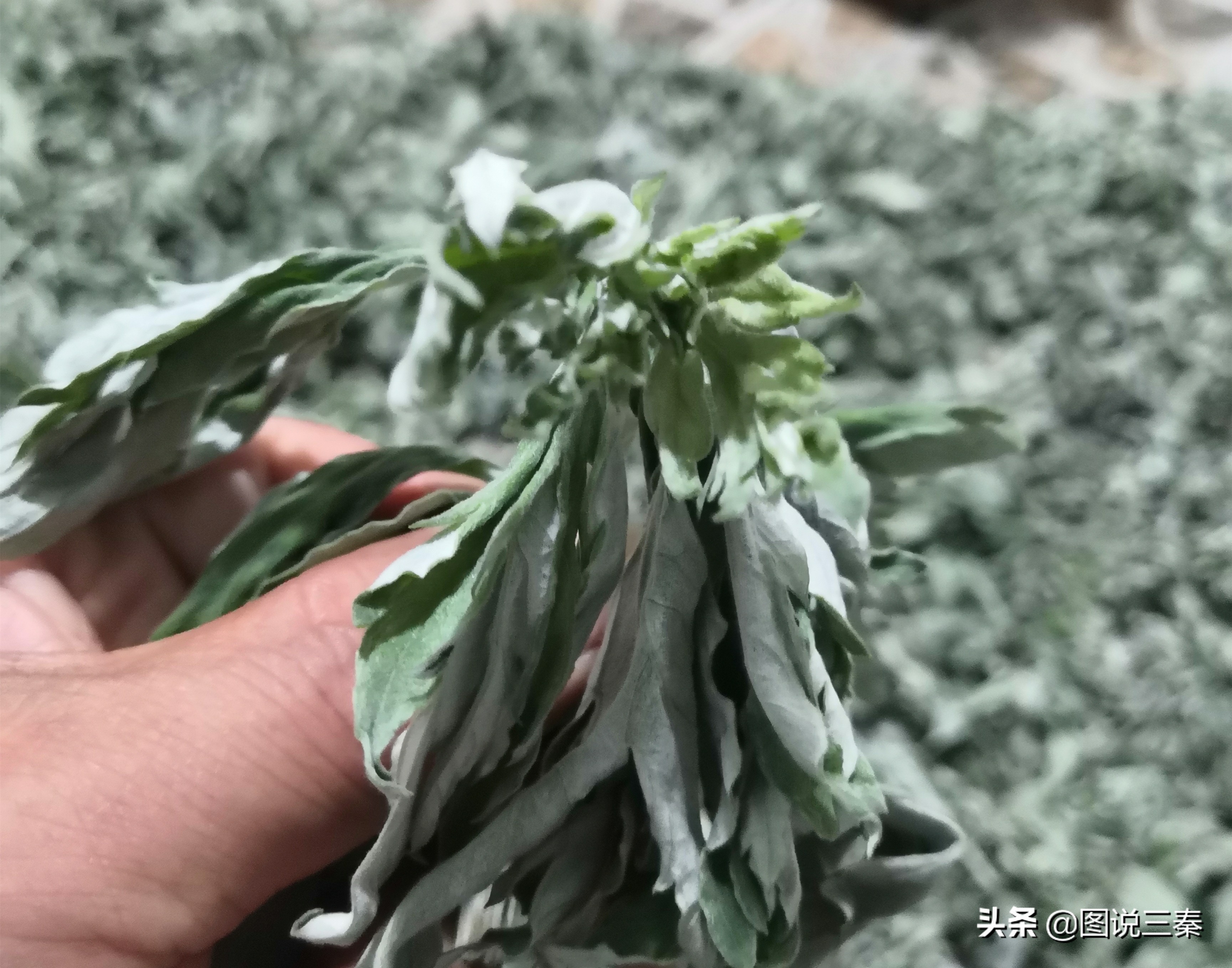 水蒿(水蒿的功效与作用图片)_友友
