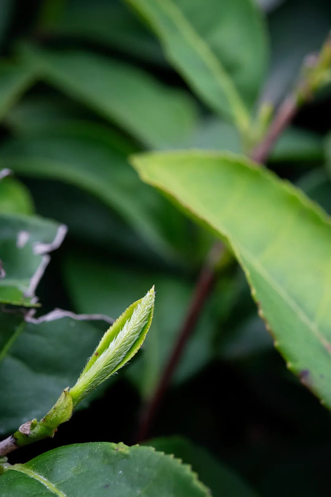 这个中国茶业第一县，产出的茶到底有多干净？