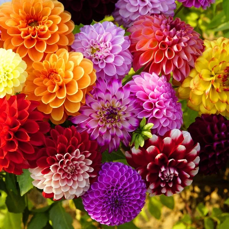 花朵美图｜温柔甜美的初吻、大丽花、耧斗菜花朵合集160张