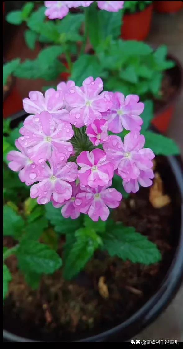 心如向阳，一路鲜花盛开，芬芳相随