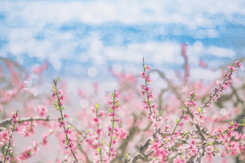 人民日报总结：100首春光诗词，一起感受春天里最美的风景