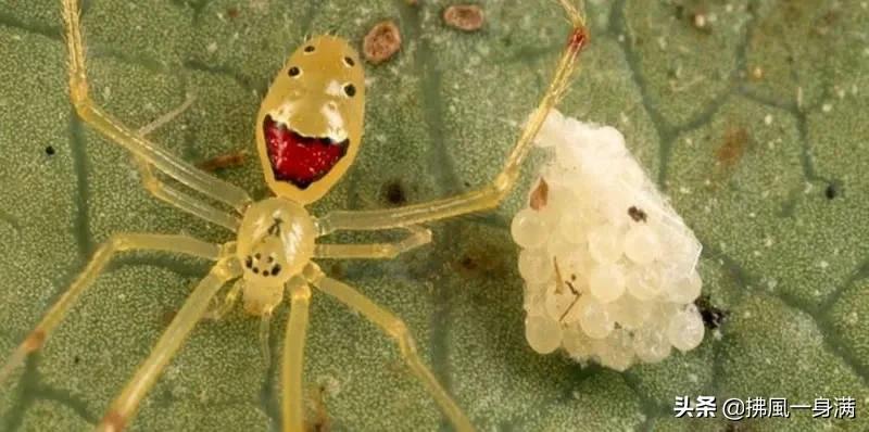 20只奇怪的蜘蛛，甚至连虫灭者也会惊吓
