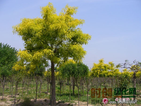 花坛植物有哪些（10个冬奥主题花坛的介绍）