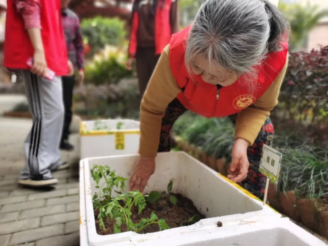 不亦乐乎！养老院可以种菜了