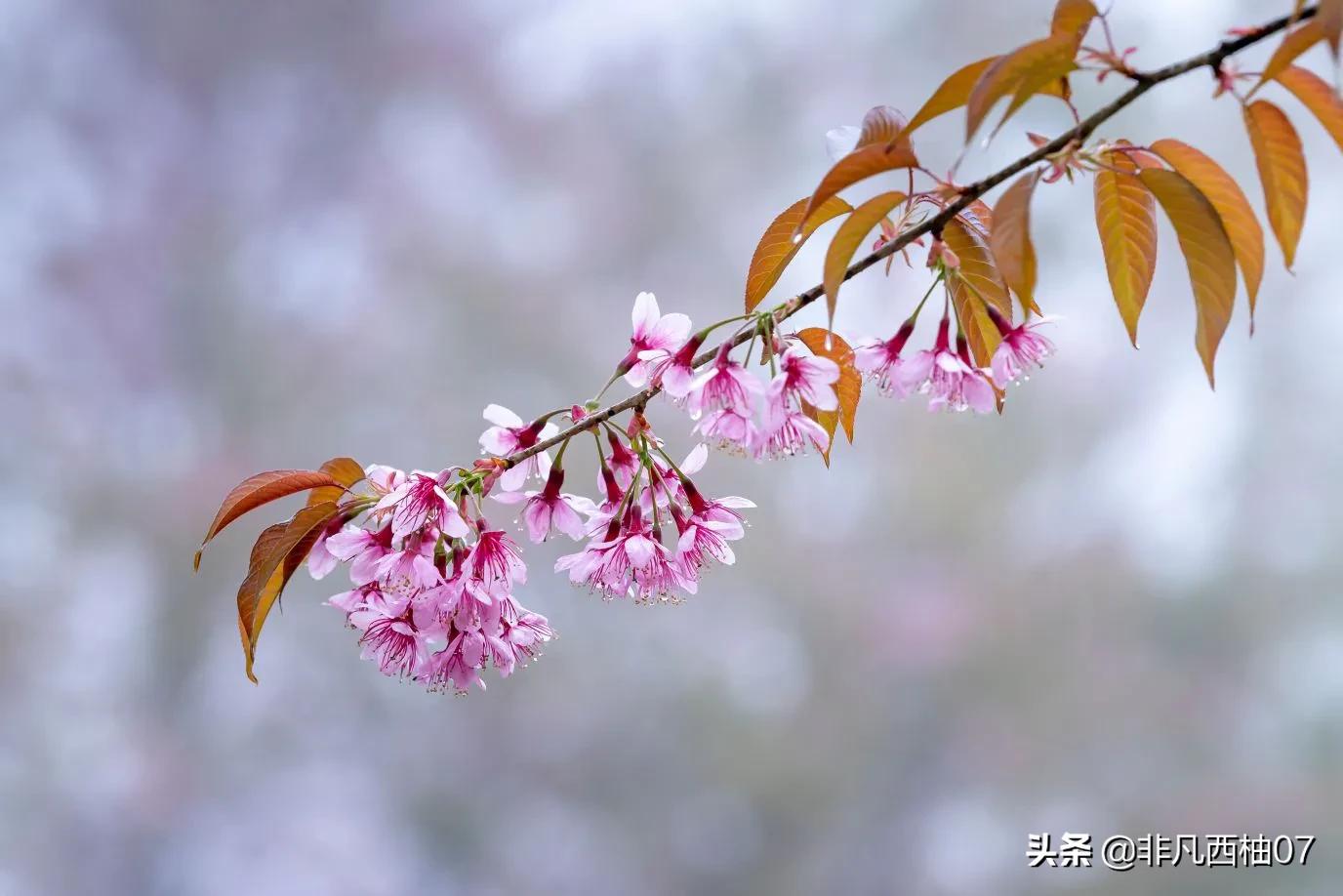 想一百个春天最美文案，都不如这些明艳的鲜花来的直白