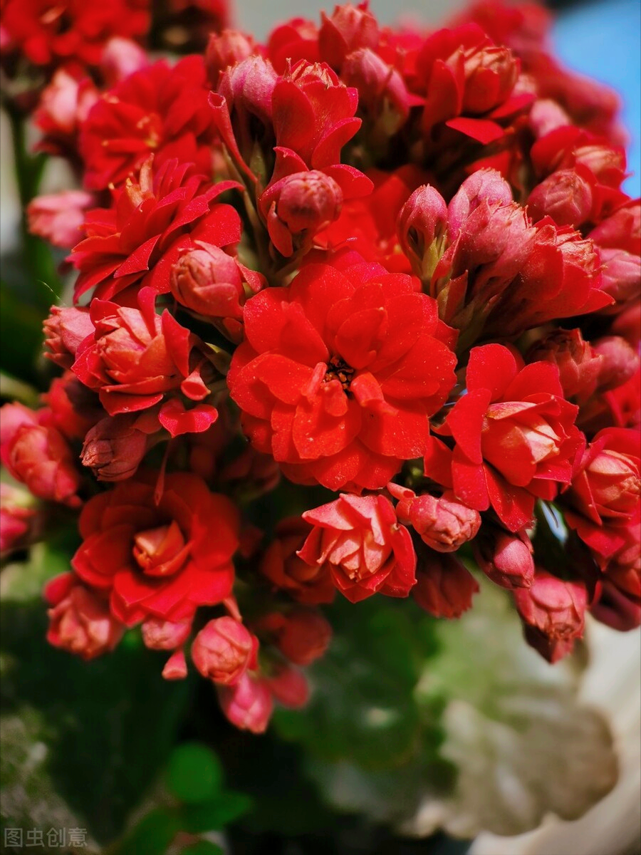 一花一叶一世界，携一缕阳光、时光清浅；悦一路繁花、岁月静美
