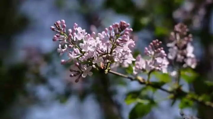 高清大图预警！北京高校“绝美”春景放送，随手一拍就是壁纸！