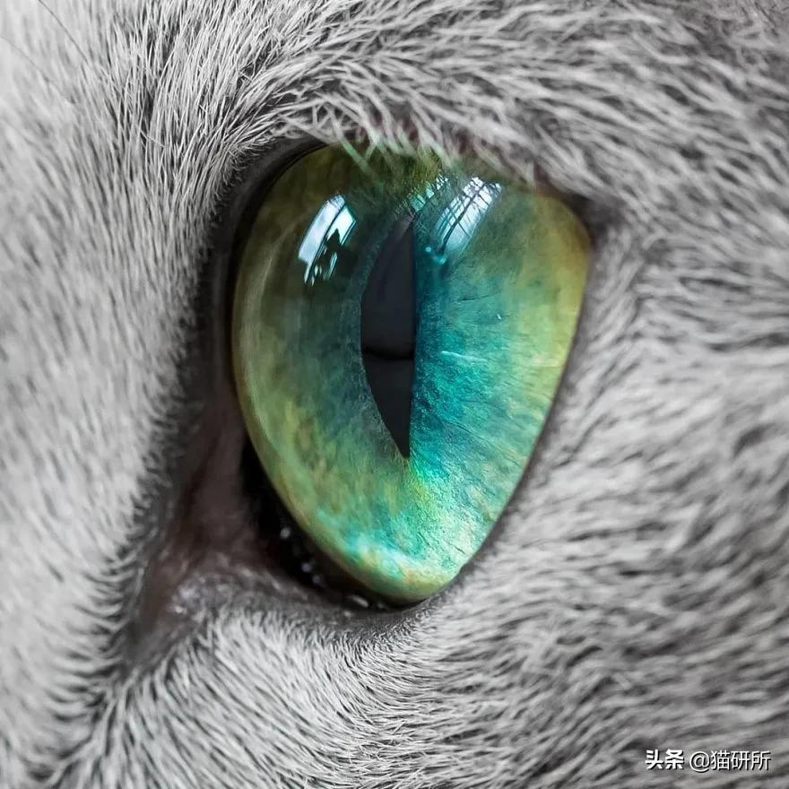 猫咪这么可爱!居然要制裁TA