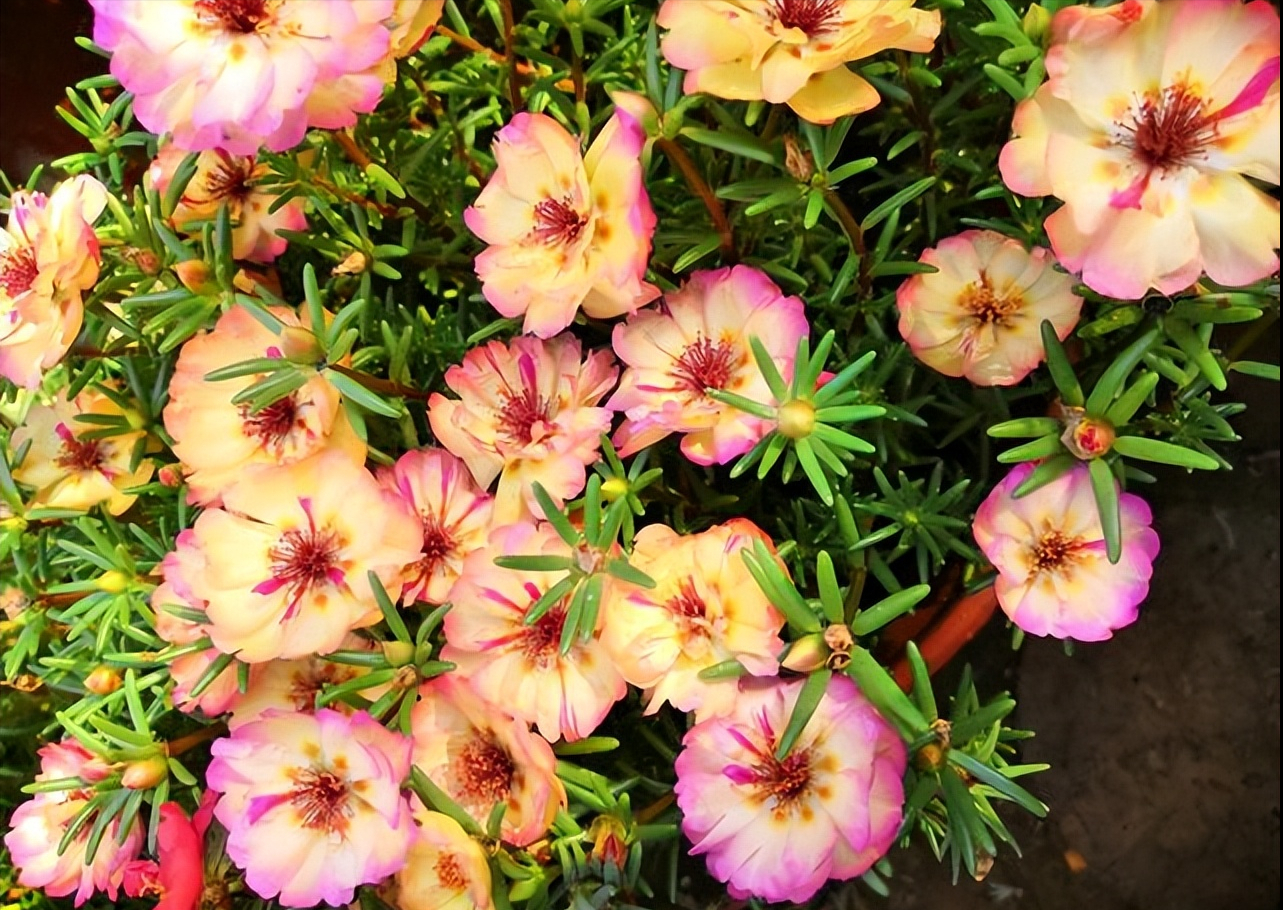 19个品种的太阳花图片(10种) - 赤虎壹号