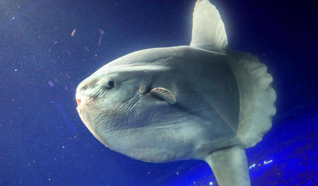 大骨头图片(没一丁点自保能力) - 赤虎壹号