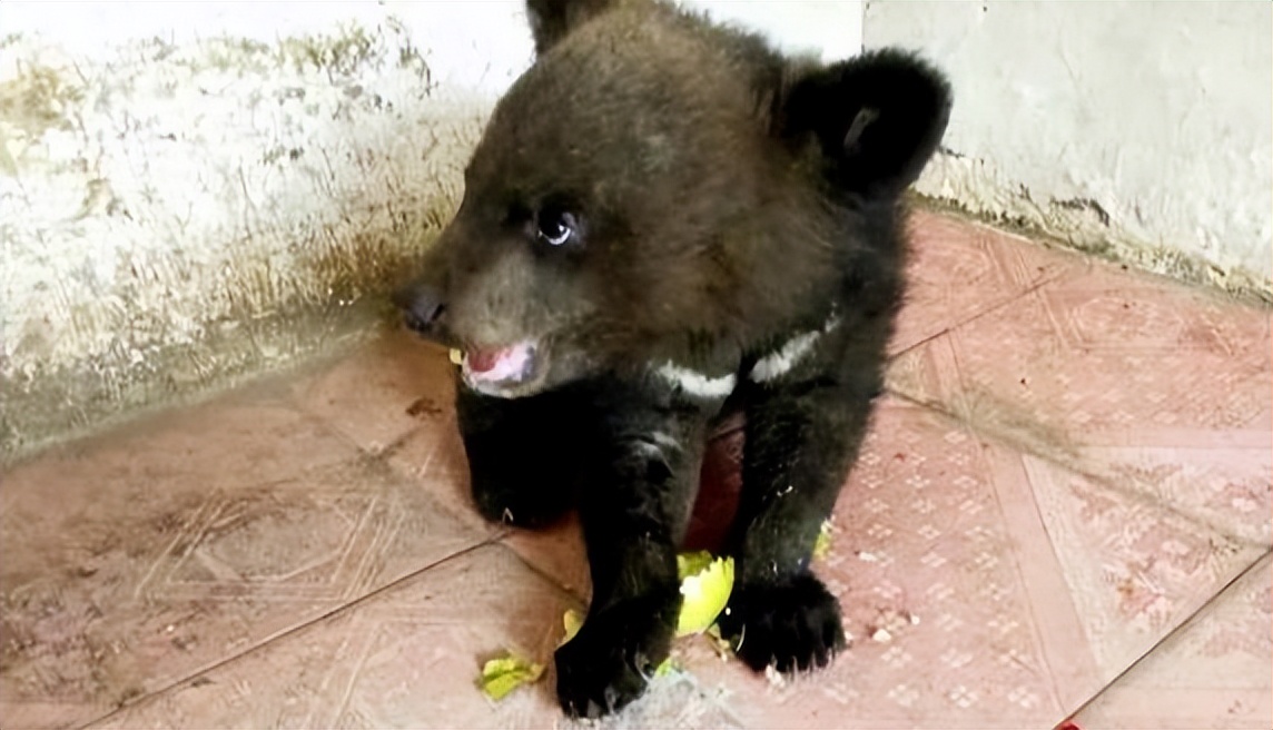 一只藏獒幼犬多少钱(2007年) - 价格百科