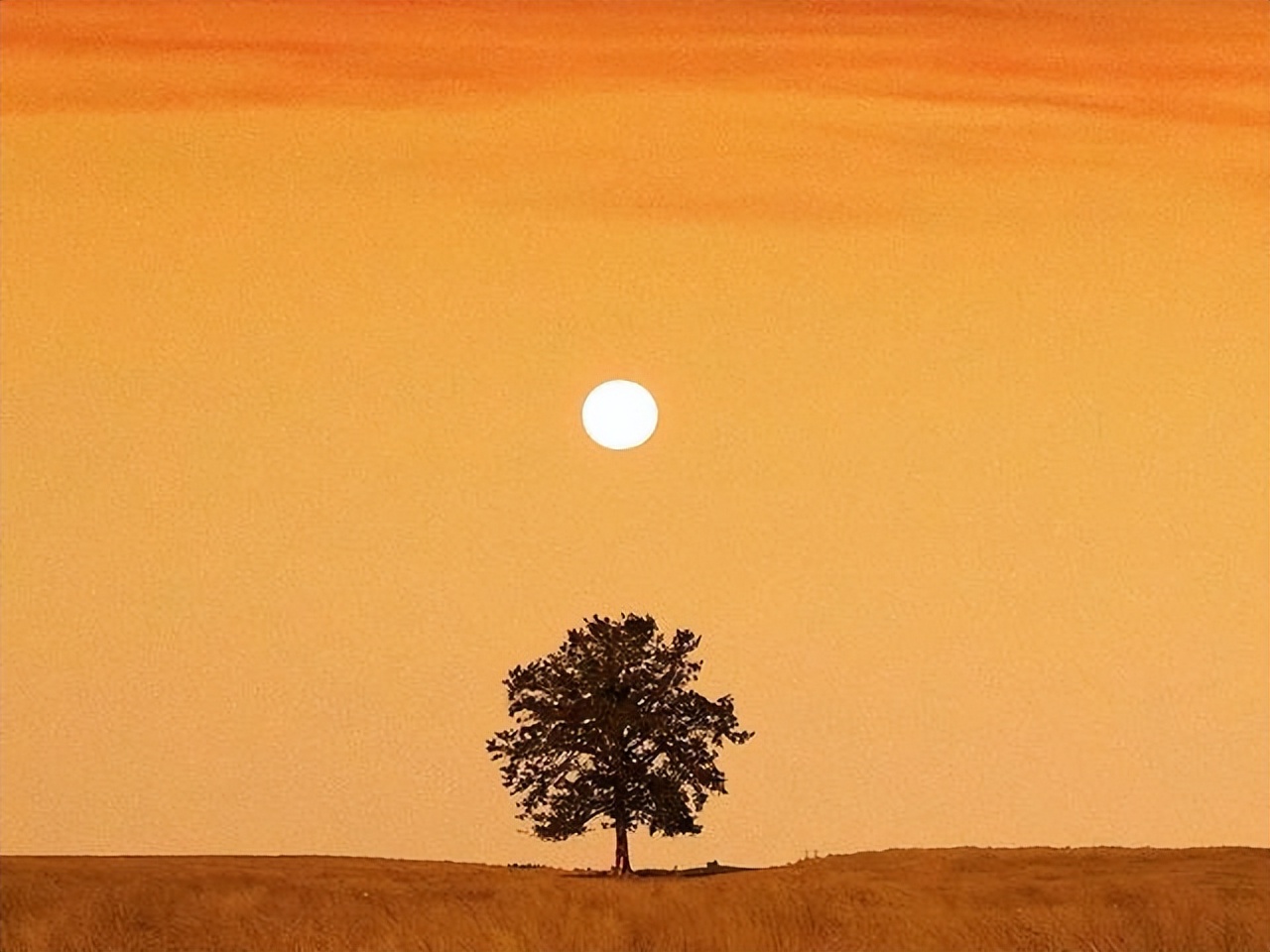 二十句跌落凡间的绝美诗词，惊艳了岁月，住进了内心