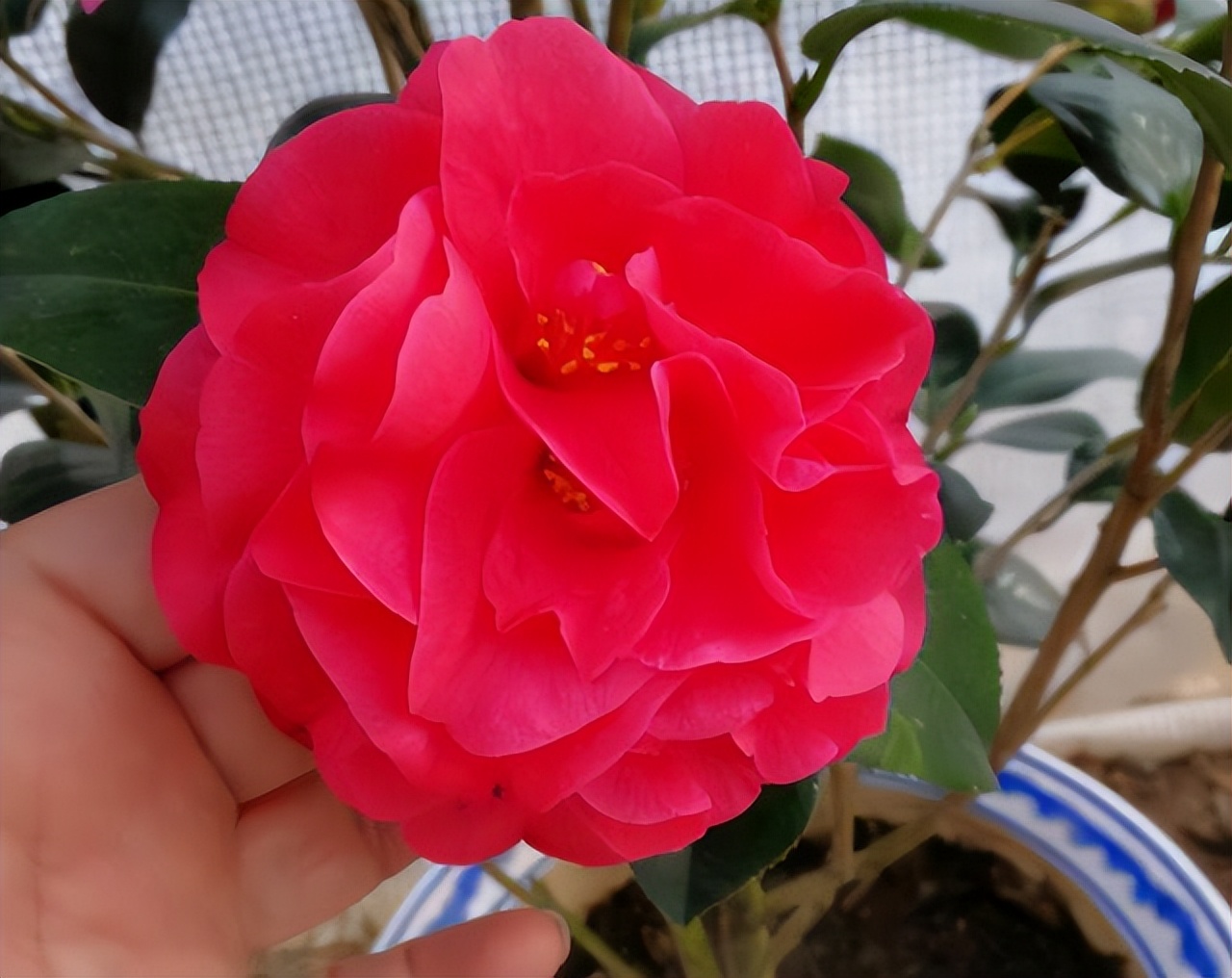 美国加州 红茶花之王 成功引入中国 花色妖艳 深得国人喜爱 天天看点