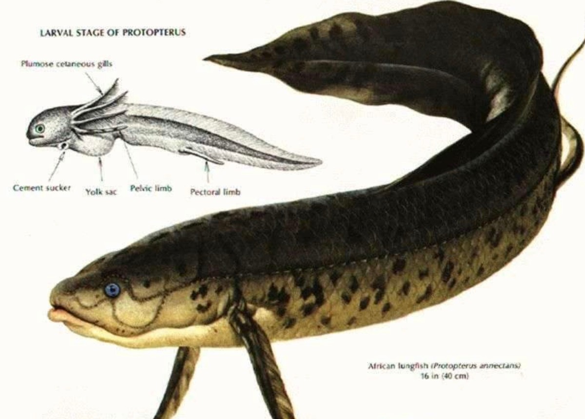 鱼类既然不靠鼻孔呼吸，而用鳃呼吸，那进化出2个鼻孔有何用？