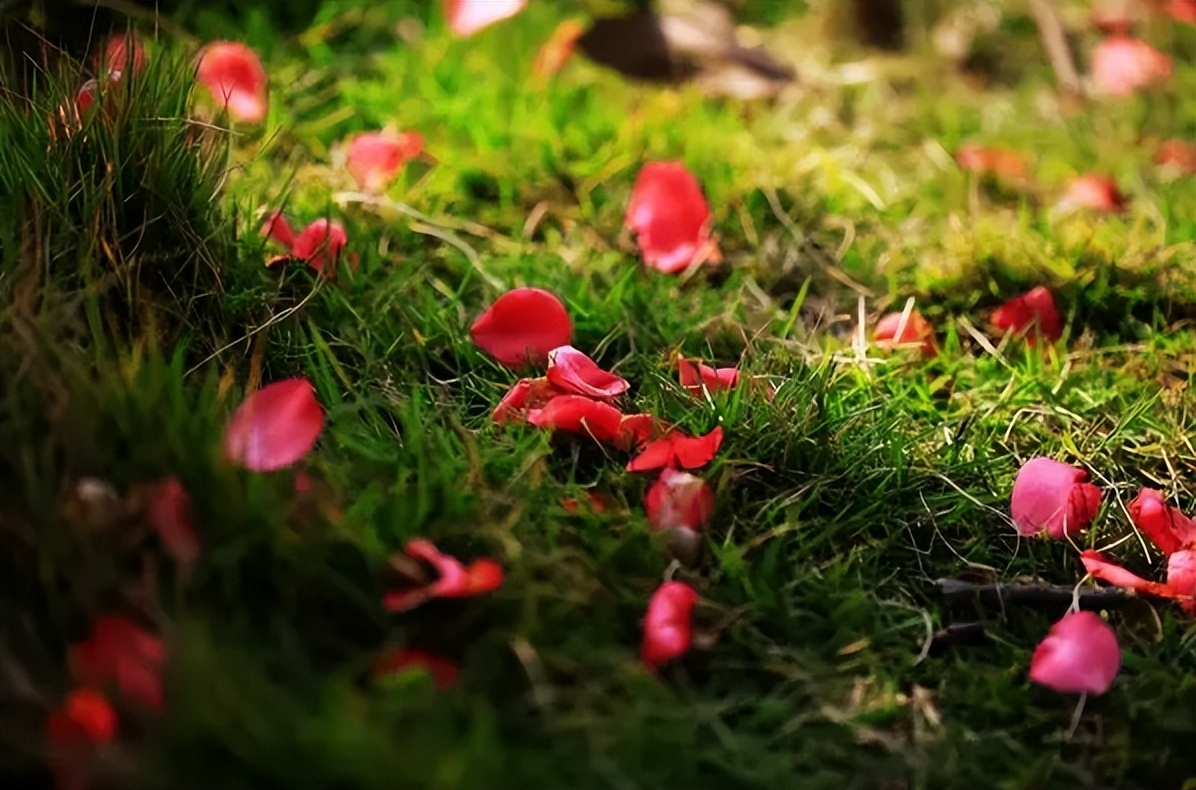 又是花开花落时,在古诗词里静赏花开花落,坐看云卷云舒