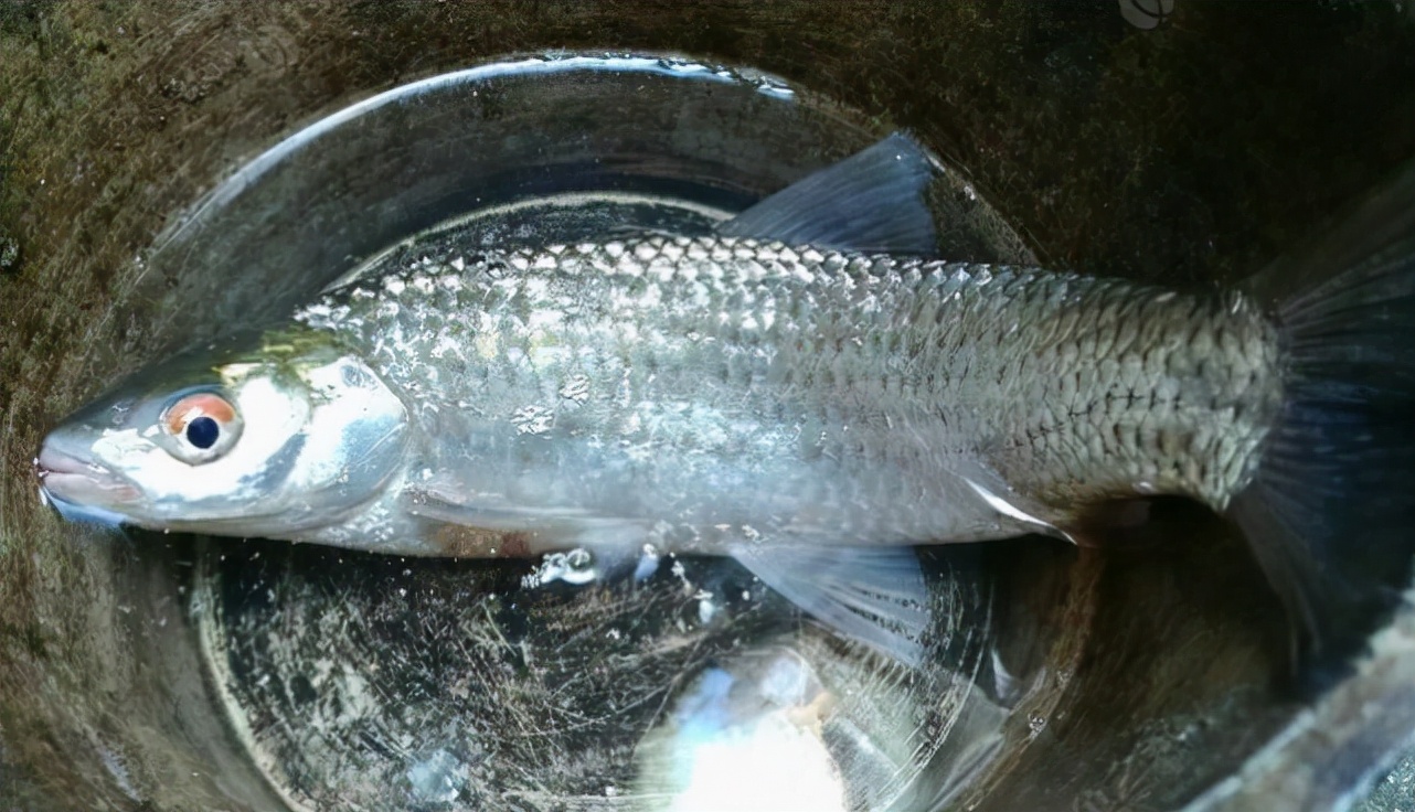 赤眼鳟多少钱一斤俗称