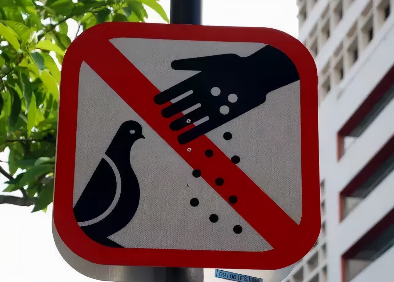 留学新加坡，不想受鞭刑，一定先看看这些