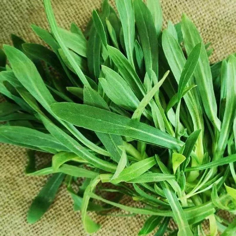 枸杞芽的功效与作用(春天这5种野菜) - 行就行