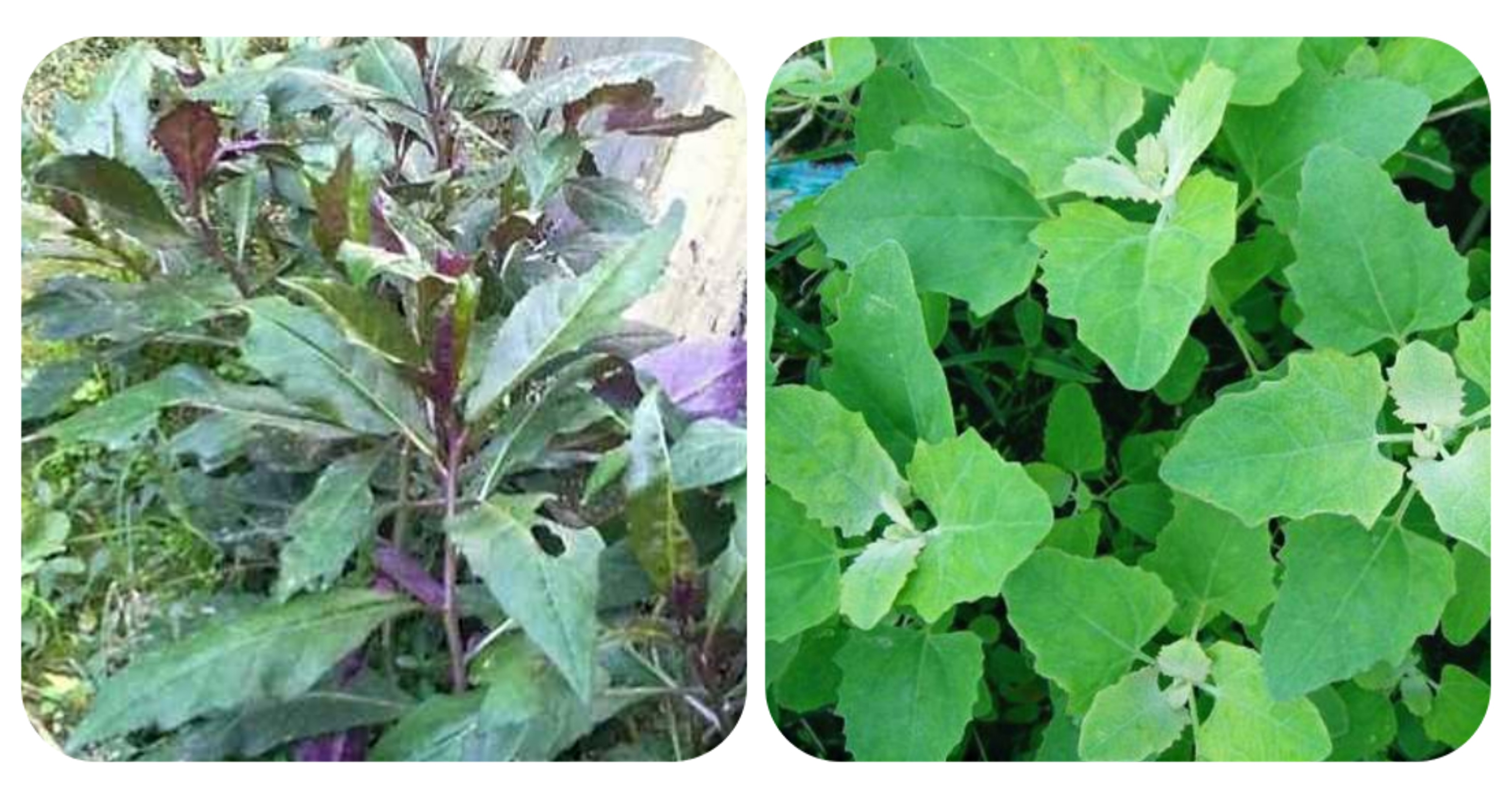120种野菜介绍，图名并茂，快来认识一下！涨知识不吃亏