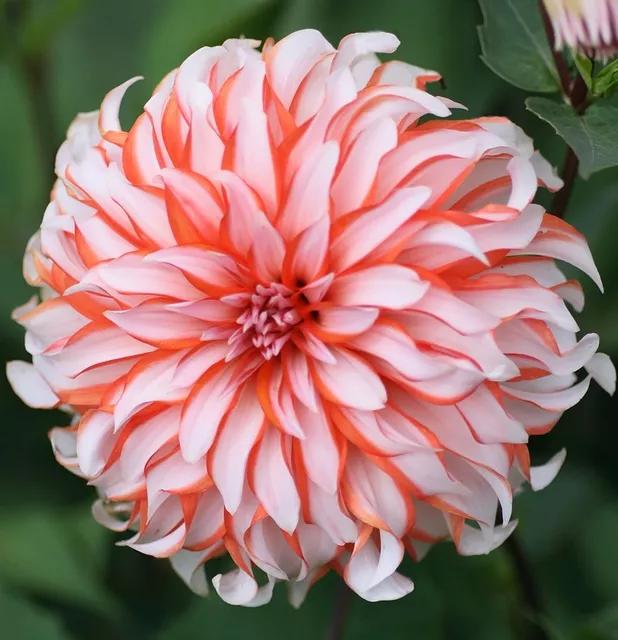 花朵美图｜温柔甜美的初吻、大丽花、耧斗菜花朵合集160张