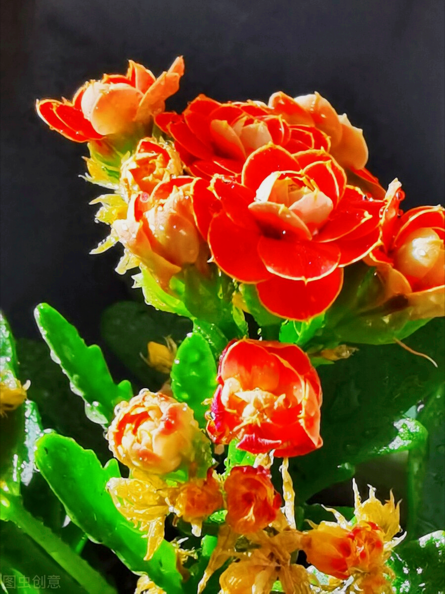 一花一叶一世界，携一缕阳光、时光清浅；悦一路繁花、岁月静美