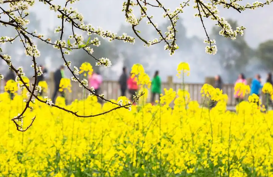 「诗词鉴赏」春门俱是看花人，十二首看花的诗词，看尽春花烂漫