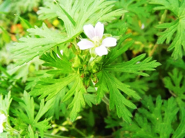 老鴰嘴草圖片(老鴰) - 我愛生活網