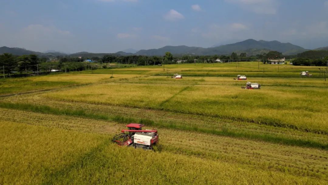 海丰公平片区：荒地变良田 新垦造水田喜获首次丰收