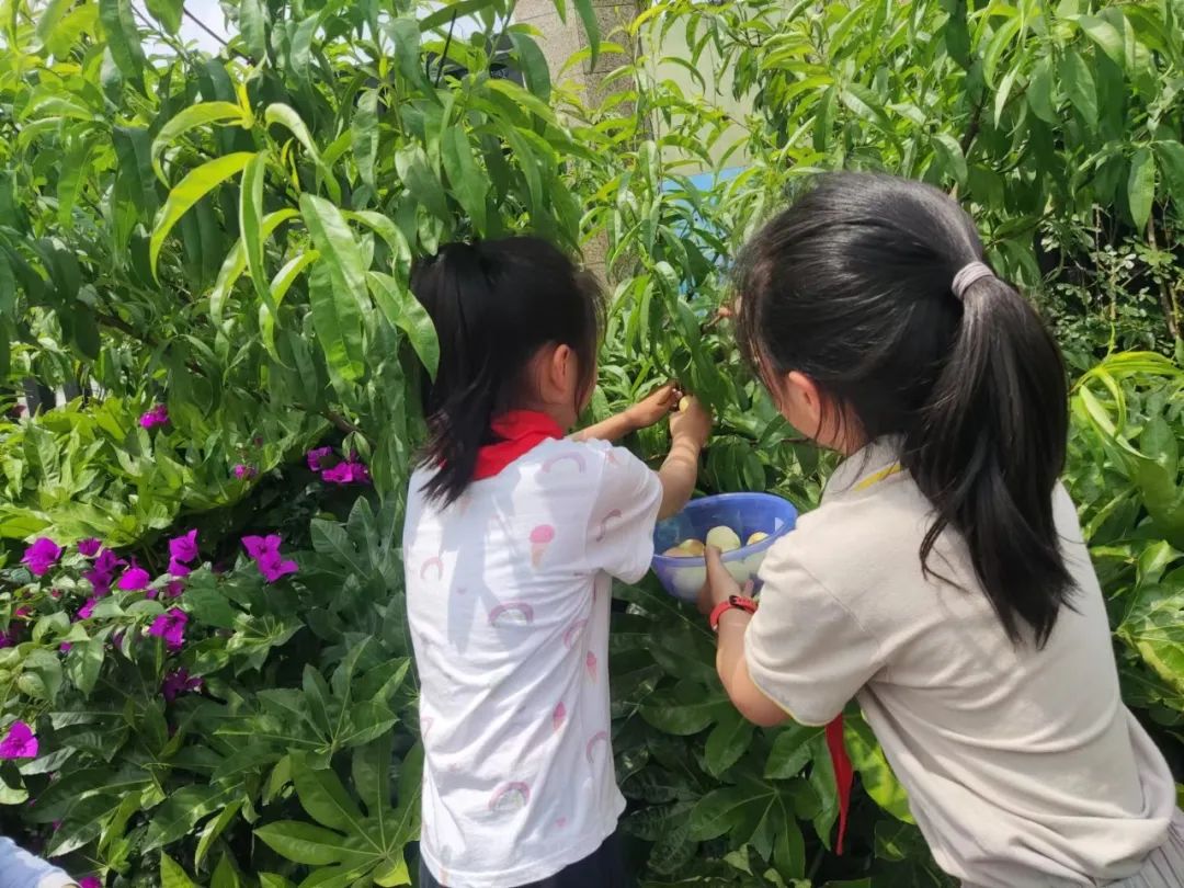 快乐劳动 幸福童年｜记双流区实验小学外国语学校劳动系列课程