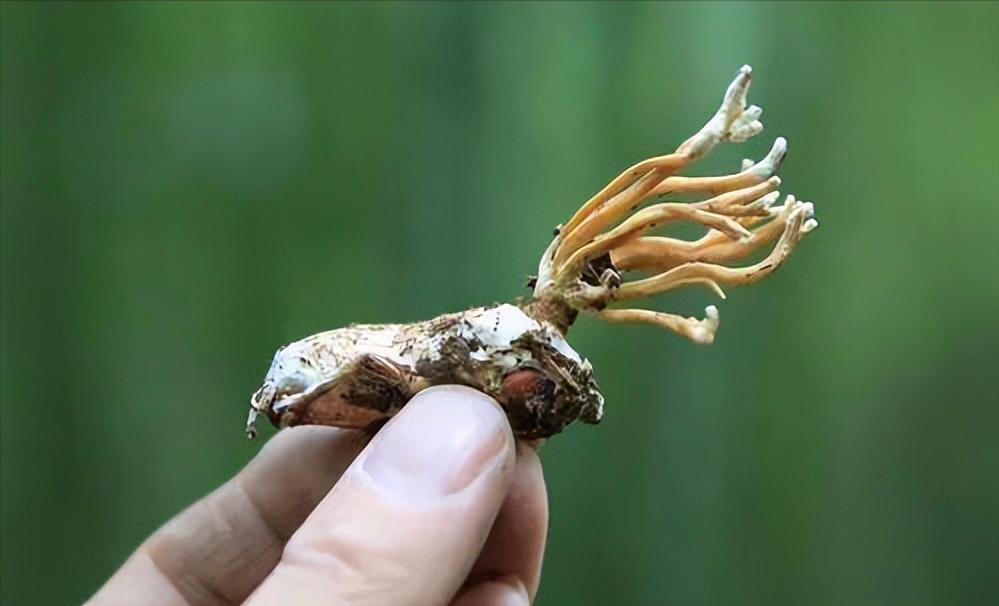 它叫蟬花卻不是花，功效很多，你認(rèn)識(shí)它嗎？