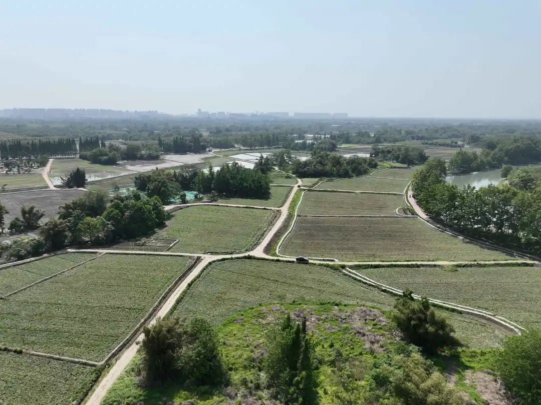 詮釋公園城市鄉(xiāng)村表達(dá),！鄉(xiāng)村振興集成示范漢姜片區(qū)加快建設(shè)