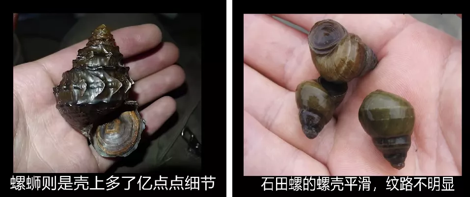 此螺蛳非彼螺蛳：受保护的螺蛳与石田螺和圆田螺