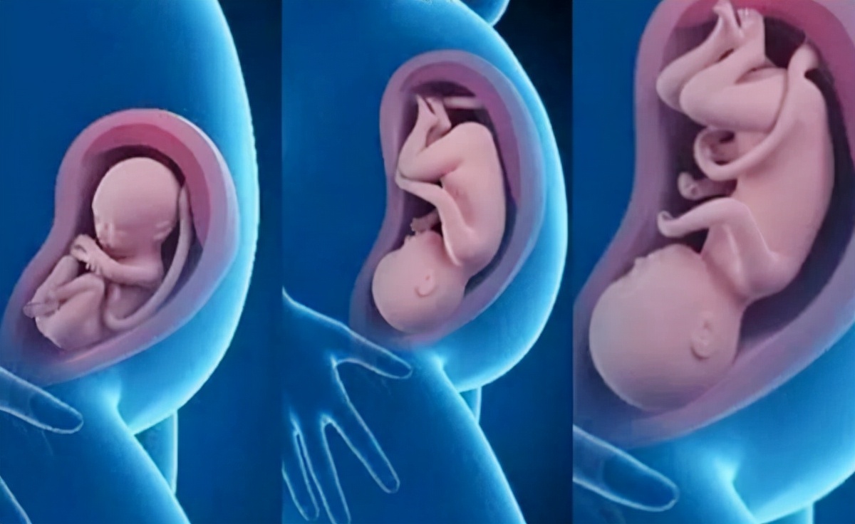 胎儿十二周发育图图片