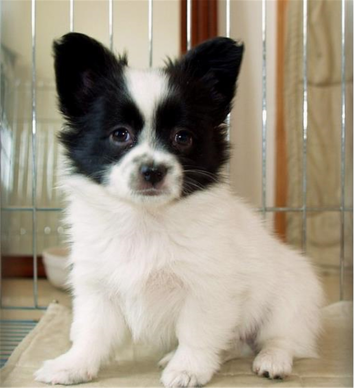 蝴蝶犬串串是什么(鉴定蝴蝶犬的方法大全)