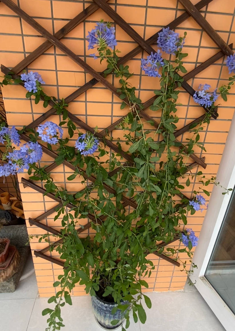 蓝雪花一年开几次花（蓝雪花的花期和养护技巧）