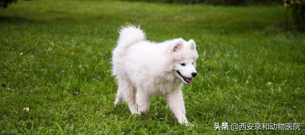 狗身上寄生虫各种图片（狗狗身上有蜱虫了怎么办）