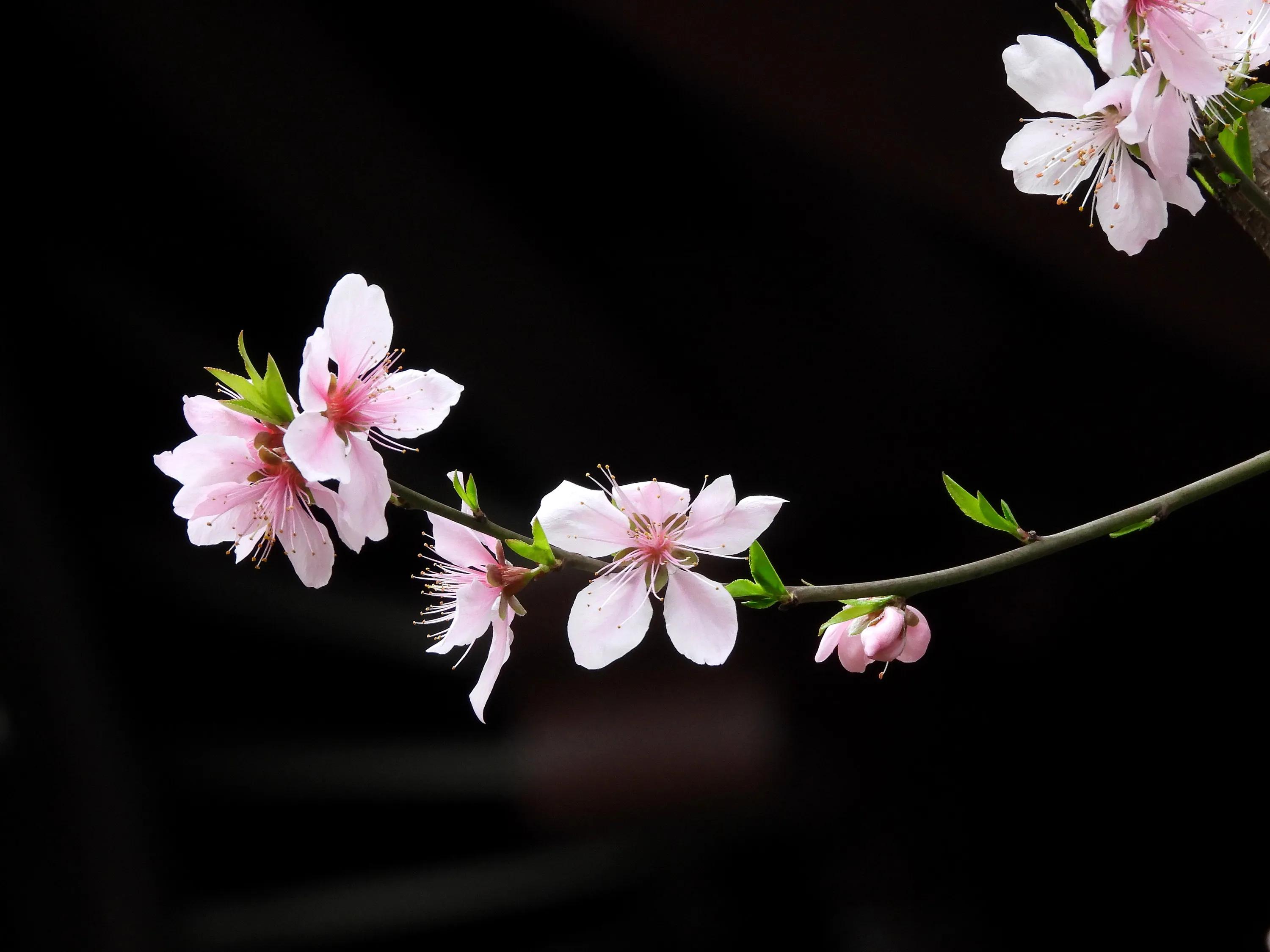 桃花盛開的季節 天天看點