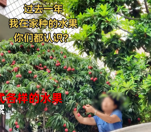 广州男子晒阳台种植的10余种水果，网友羡慕了：果农都没您种得好