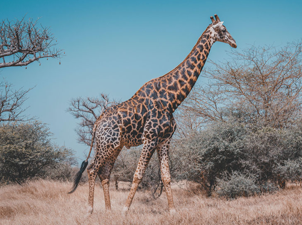 长颈鹿有一个很有意思的拉丁文名字——"长着豹纹的骆驼".