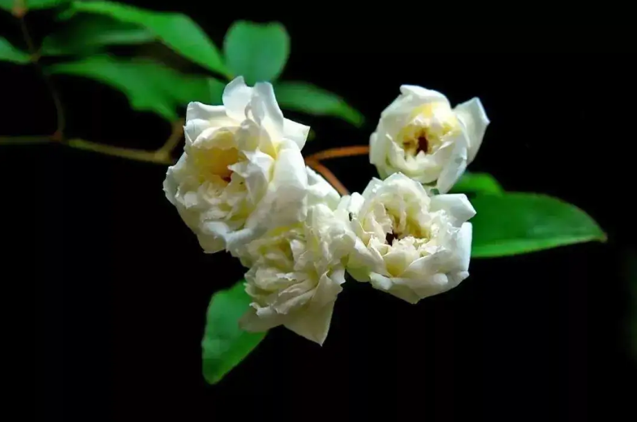 木香花开 繁花如瀑，古诗词里的木香花，花开似海，香气迷人