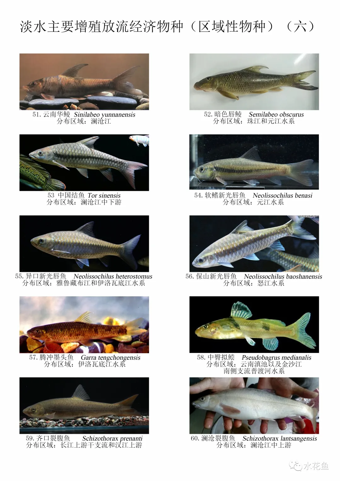 图鉴：我国增殖放流允许的主要淡水鱼类——区域性经济物种120种