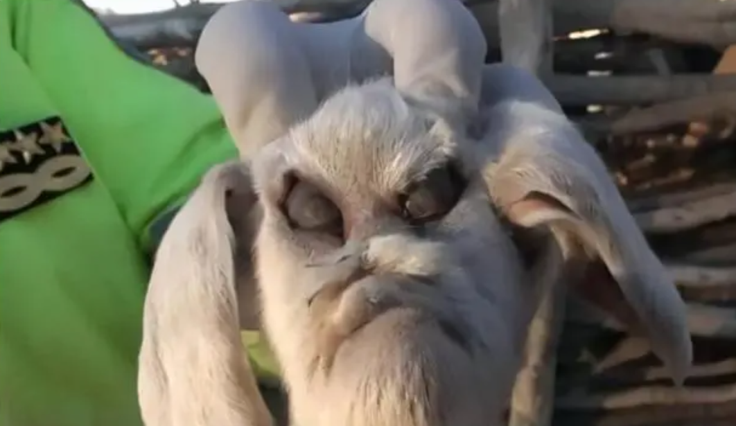 是基因变异,还是杂交产物?为什么印度屡屡出现"人脸山羊"?