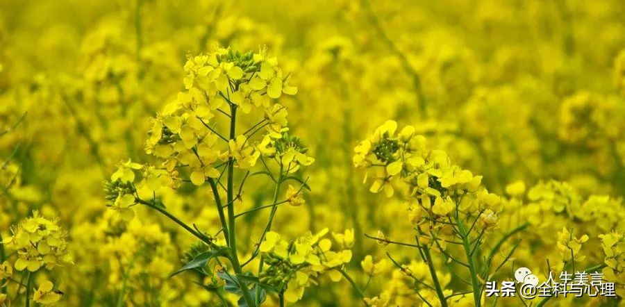 油菜花开的唯美句子：适合发圈的赏油菜花的说说心情