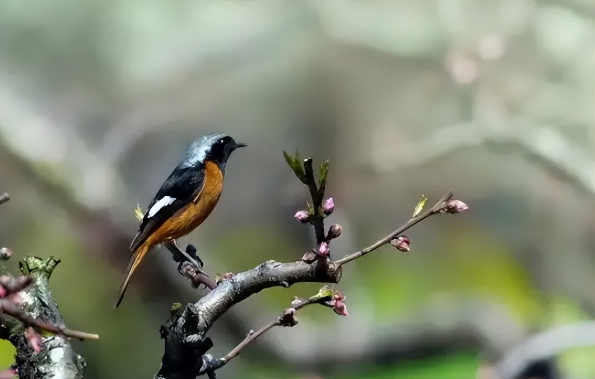 伶俜怎么读？伶俜的读音和意思