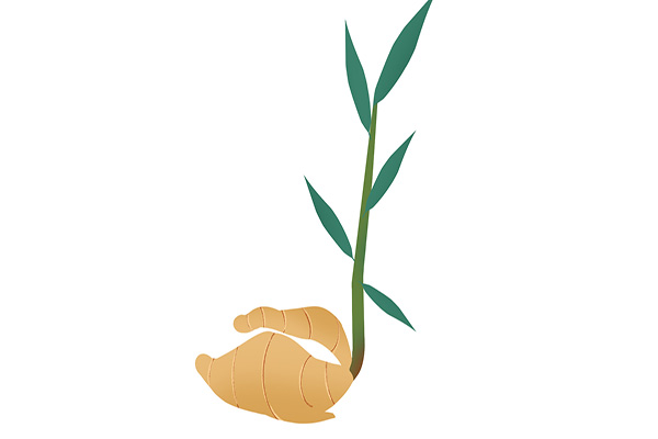 “四季吃生姜，百病一扫光”，吃姜去皮好还是带皮好？尽量别吃错