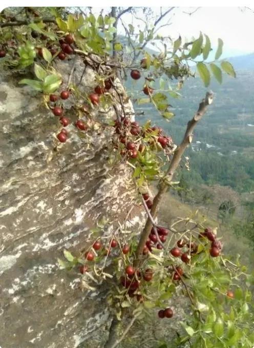 一棵长在悬崖上的酸枣树