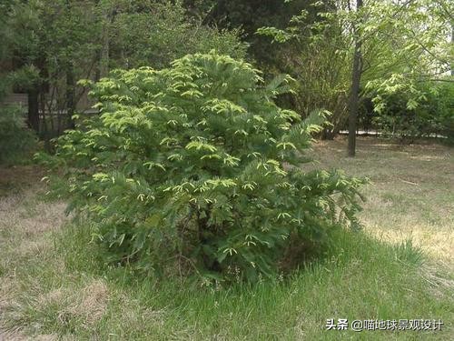 私家庭院景观设计：适合南京、合肥一带种植的常绿灌木