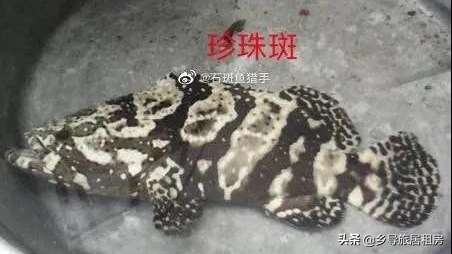 石斑魚圖片,石斑魚圖片大全 圖片高清